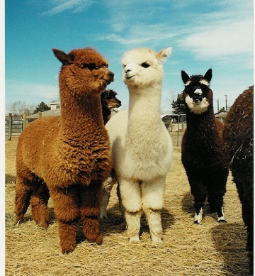 alpaca.jpg